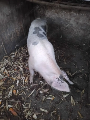 Vând porc  160-170 kg