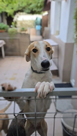 Caine adoptie bucuresti - imagine 2