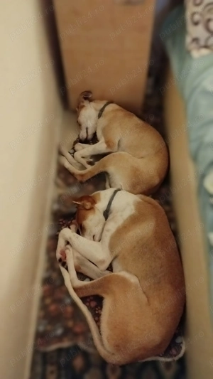 Caine adoptie bucuresti - imagine 5