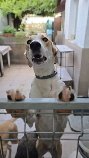 Caine adoptie bucuresti - imagine 3