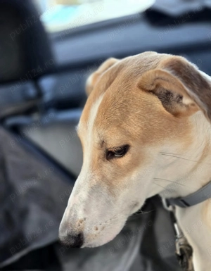 Caine adoptie bucuresti - imagine 6