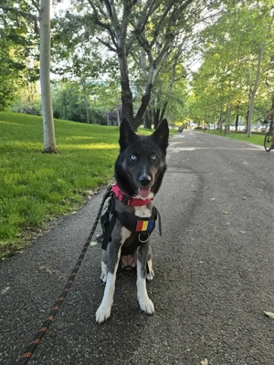 Caine adoptie Bucuresti - imagine 4