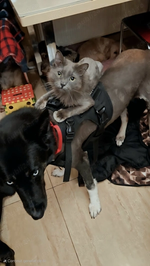 Caine adoptie Bucuresti - imagine 5