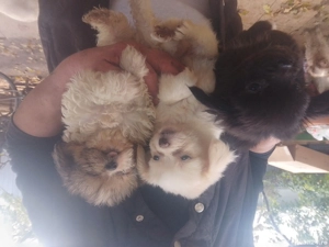 Căței de companie  - imagine 4 Căței de companie  - imagine 4