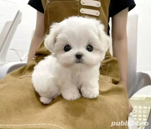 Bichon Maltez Mini Toy  - imagine 3