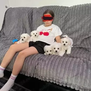 Pui de Bichon Maltez, ultimul băiat