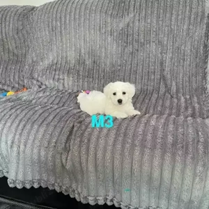 Pui de Bichon Maltez, ultimul băiat - imagine 2