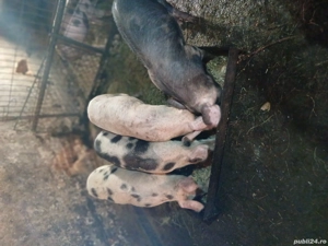 vand purcei - imagine 3