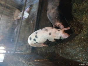 vand purcei - imagine 2