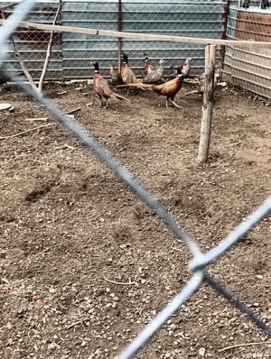 fazanite . - imagine 4