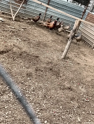 fazanite . - imagine 3