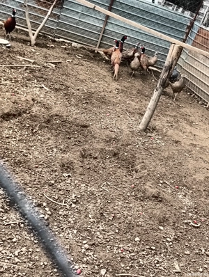 fazanite . - imagine 2