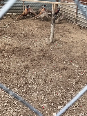 fazanite . - imagine 5