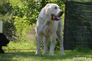 Mascul Asia Centrala - imagine 2