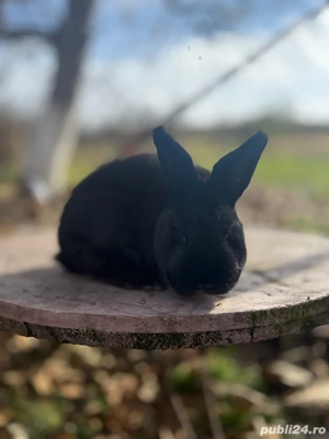 Iepuri Alaska - imagine 5