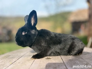 Iepuri Alaska - imagine 2