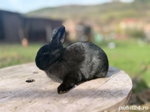 Iepuri Alaska - imagine 3