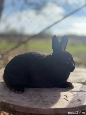 Iepuri Alaska - imagine 4