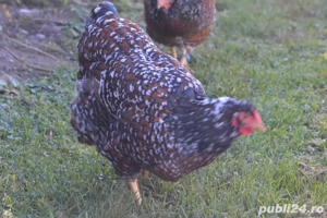 Wyandotte Portelan - imagine 3 Wyandotte Portelan - imagine 3