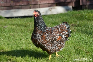 Wyandotte Portelan - imagine 4 Wyandotte Portelan - imagine 4