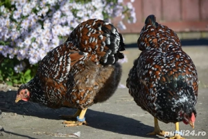 Wyandotte Portelan - imagine 2 Wyandotte Portelan - imagine 2