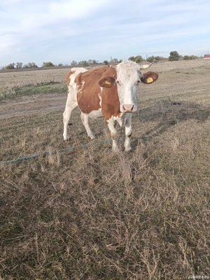 Vaci cu lapte Banloc, jud. Timis