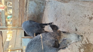 Purcea rasa pura - imagine 2