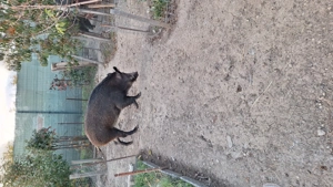 Purcea rasa pura - imagine 3