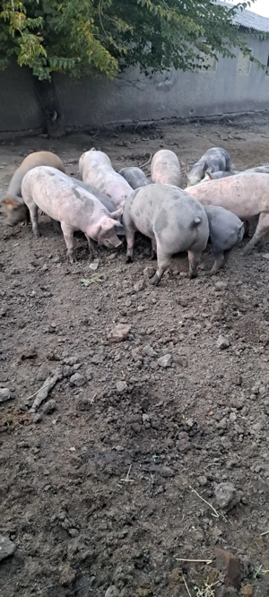 Grasuni pentru Crăciun