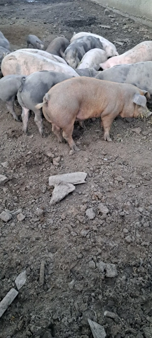 Grasuni pentru Crăciun  - imagine 5