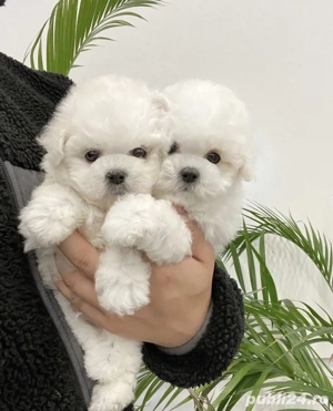 Bichon Maltez Mini Toy Superbi  - imagine 2