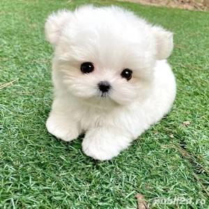 Bichon Maltez Mini Toy Superbi