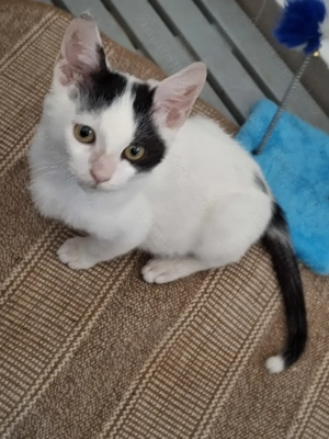 Adoptie motanel Bucuresti - imagine 3