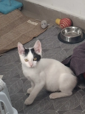 Adoptie motanel Bucuresti - imagine 5