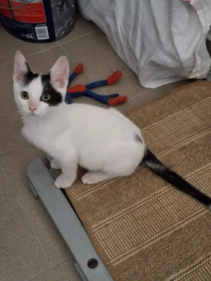 Adoptie motanel Bucuresti - imagine 4