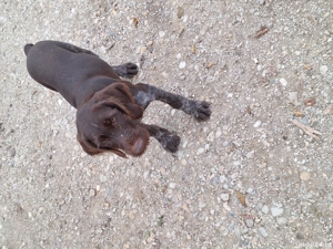 vînd  cătel  - imagine 2 vînd  cătel  - imagine 2