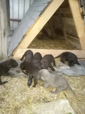 Căței cane corso  - imagine 3