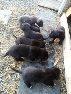 Căței cane corso  - imagine 4