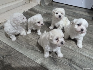 Vând căței bichon  - imagine 3