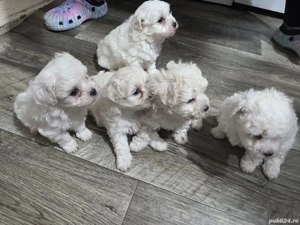 Vând căței bichon  - imagine 2