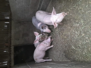 Vand 4 grasuni de 15 saptamani