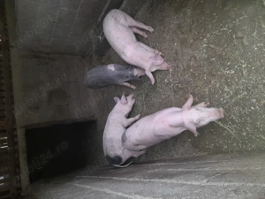 Vand 4 grasuni de 15 saptamani - imagine 2