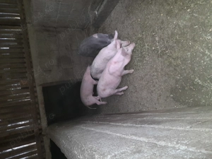 Vand 4 grasuni de 15 saptamani - imagine 3