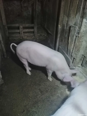 Vând o Grăsună de aprox,70, 80 de kg 