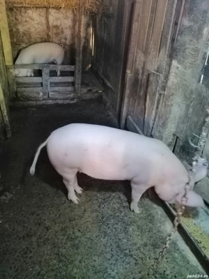 Se vinde o grăsună de aprox 75 de kg  - imagine 2