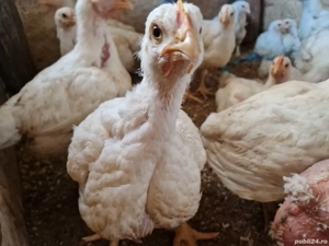 Vand pui de carne viu sau taiat