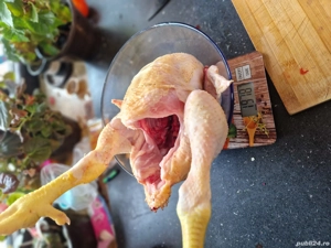 Vand pui de carne viu sau taiat - imagine 3