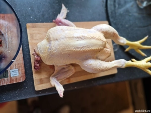 Vand pui de carne viu sau taiat - imagine 2