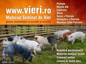 Material seminal de vier - rasa pietrain, marele alb, landrace, duroc