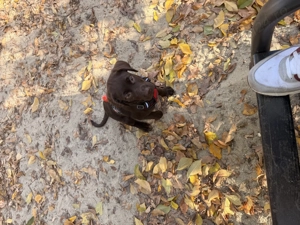 Labrador ciocolatiu - imagine 2